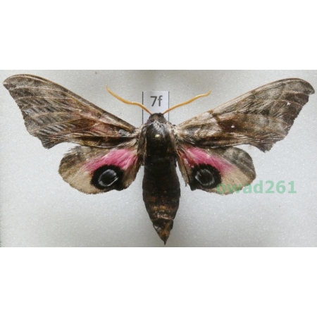 Smerinthus ocellata (Linnaeus, 1758) Poland7f